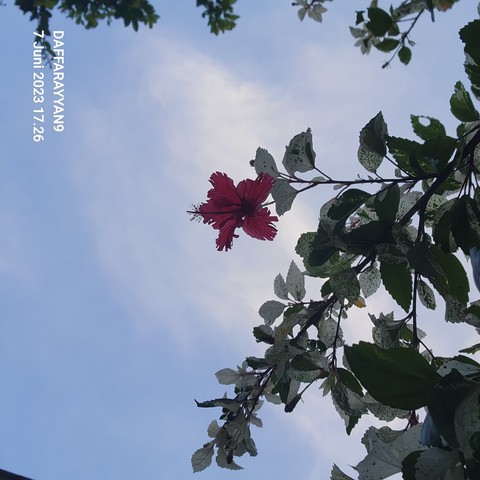 petal, cloud duvar kağıtları