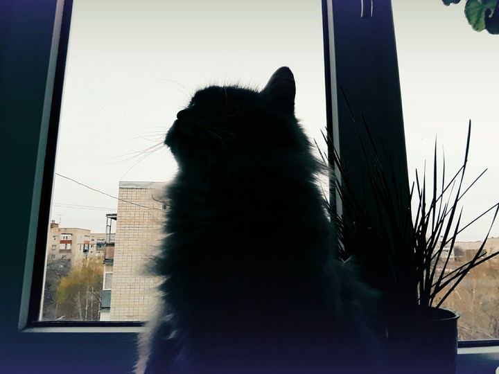 cat lovely