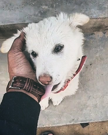 Dog Love ❤️