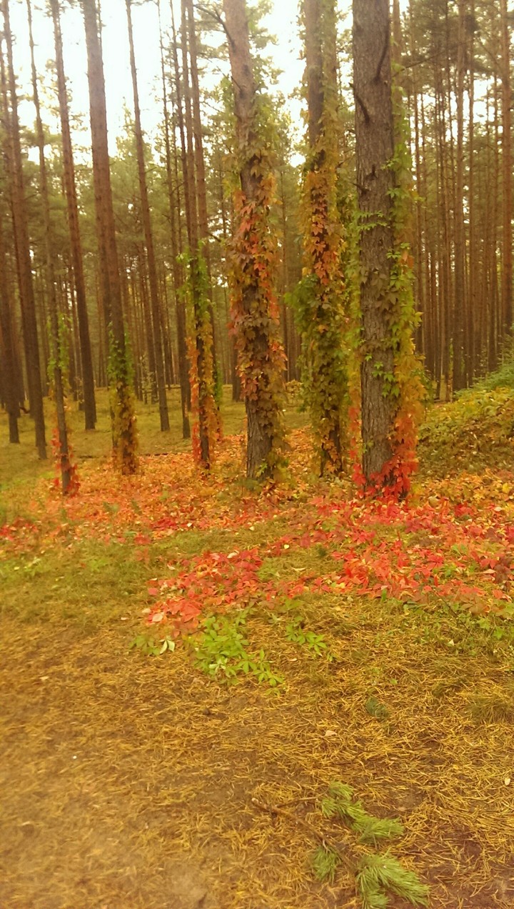 осень