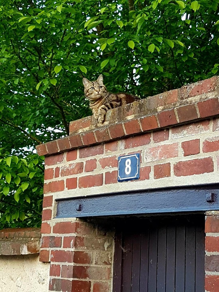 it's not my cat