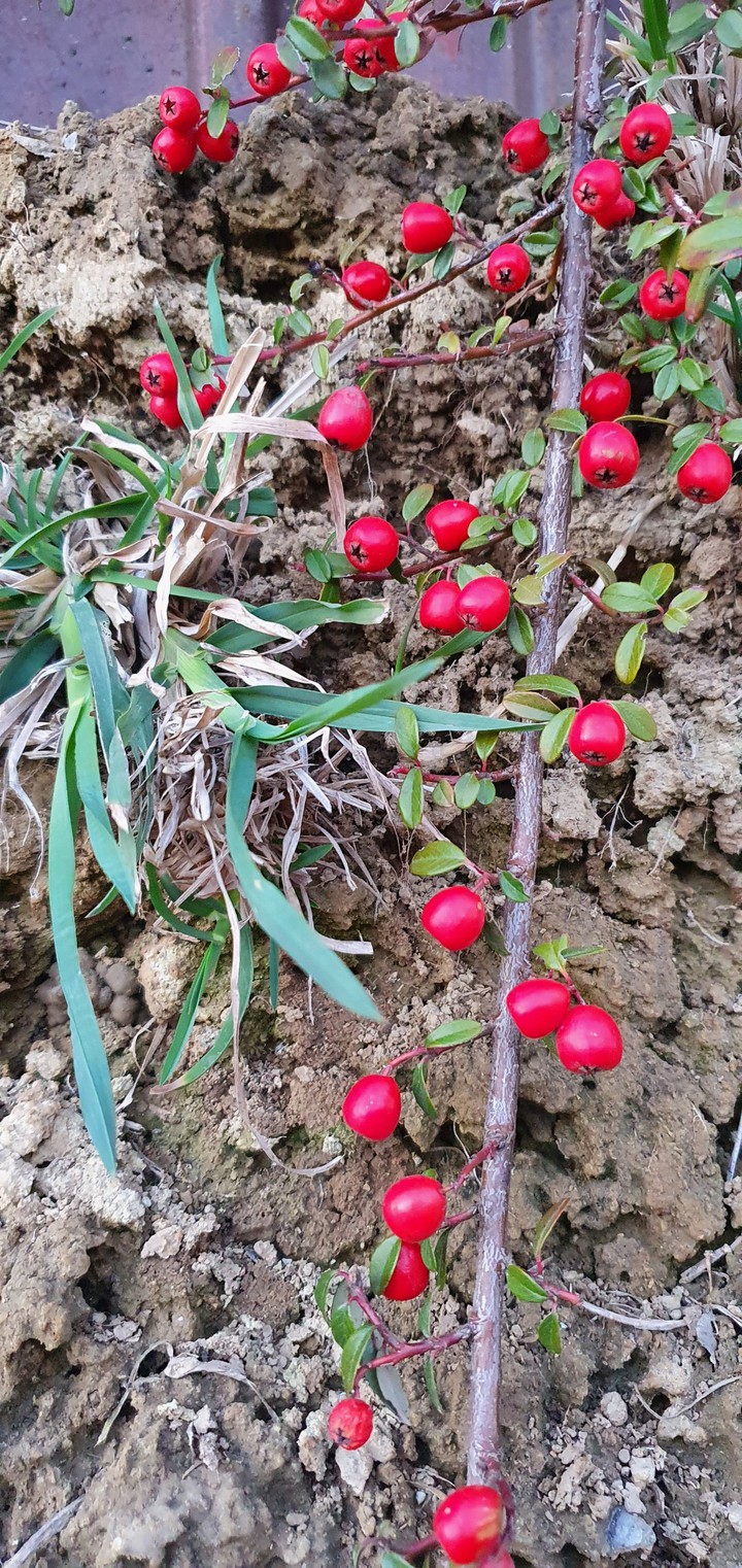 wild berries wallpaper for Samsung  s10e