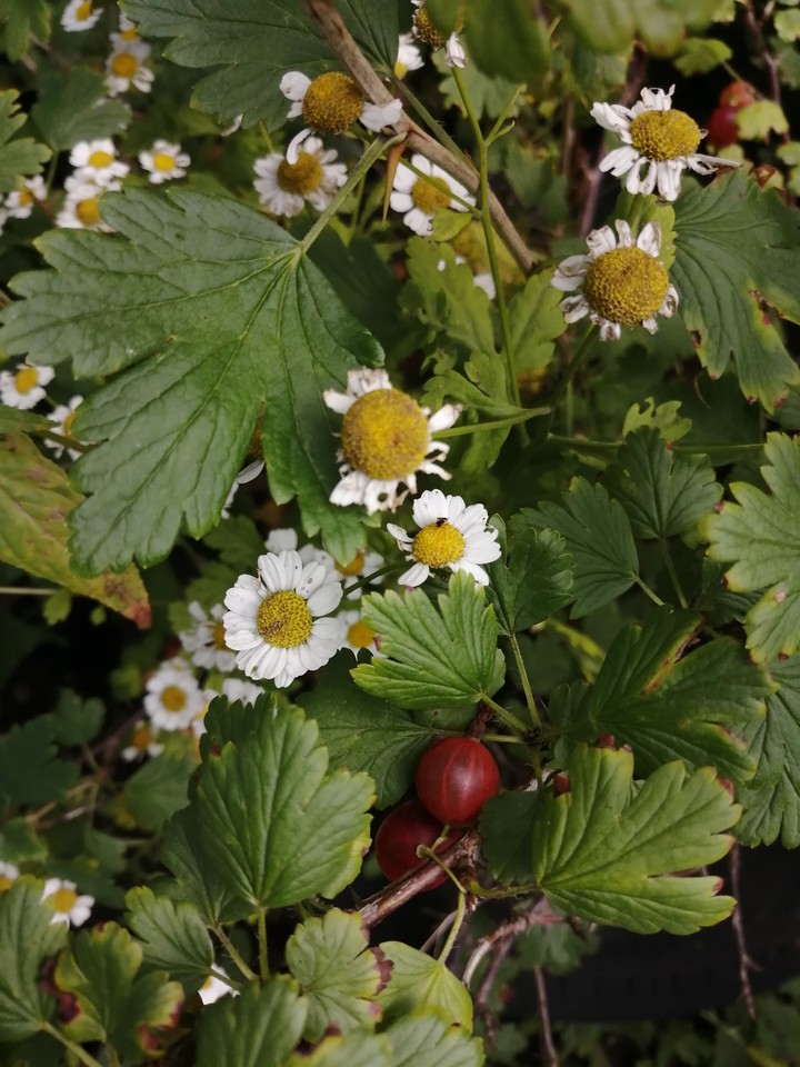 Rosehip