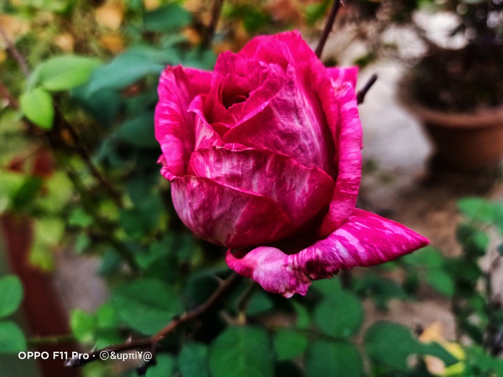 rose ?