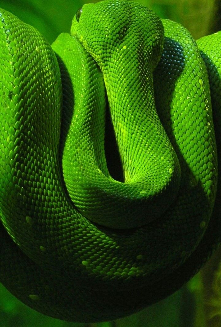 snake