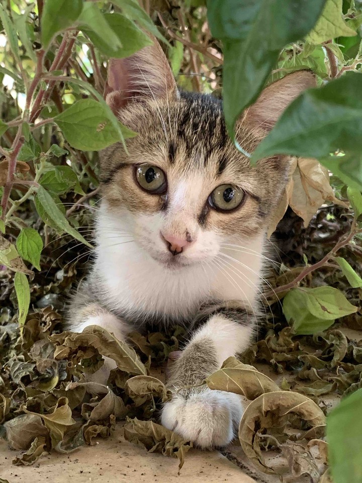 cat