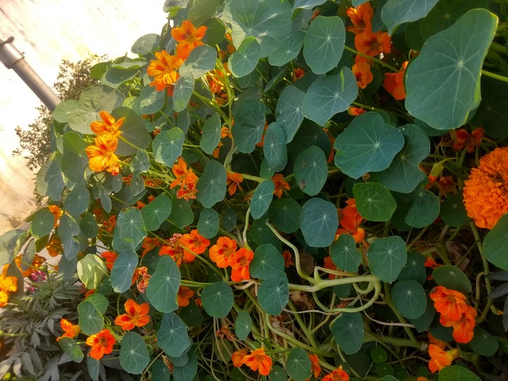 flower