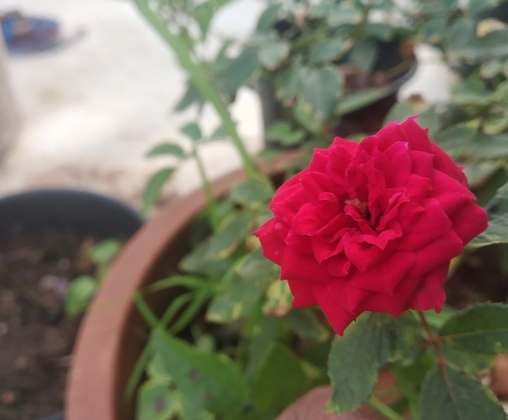 My Garden