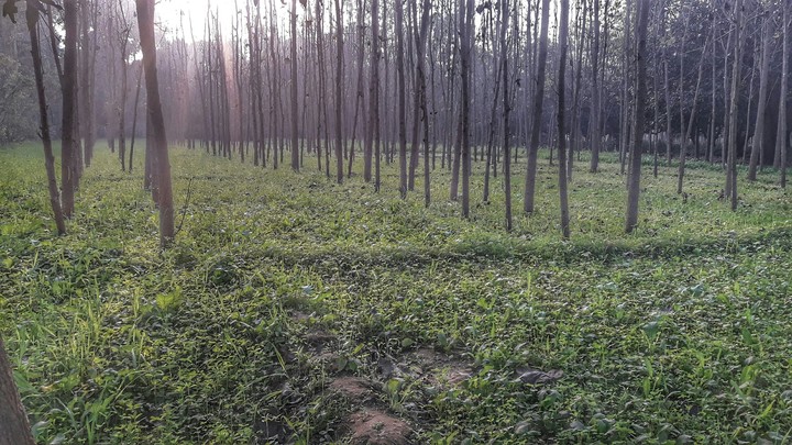 Grass and trees