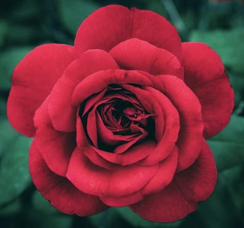 Red Rose