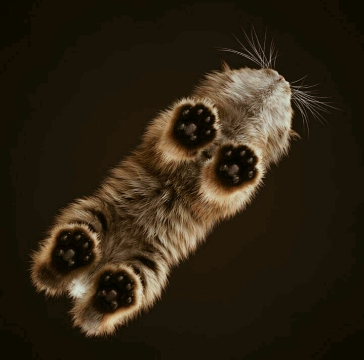 Soo cute cat