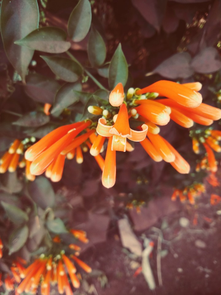 flower says dont touch me... leaves say dont pluck me..