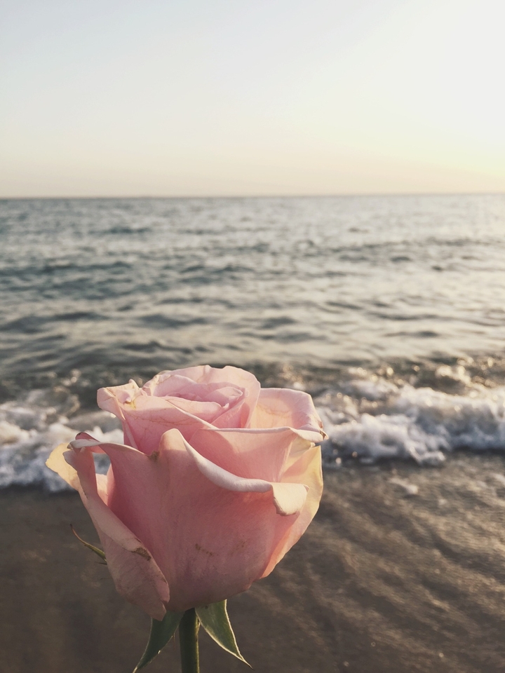 the sea and the rose