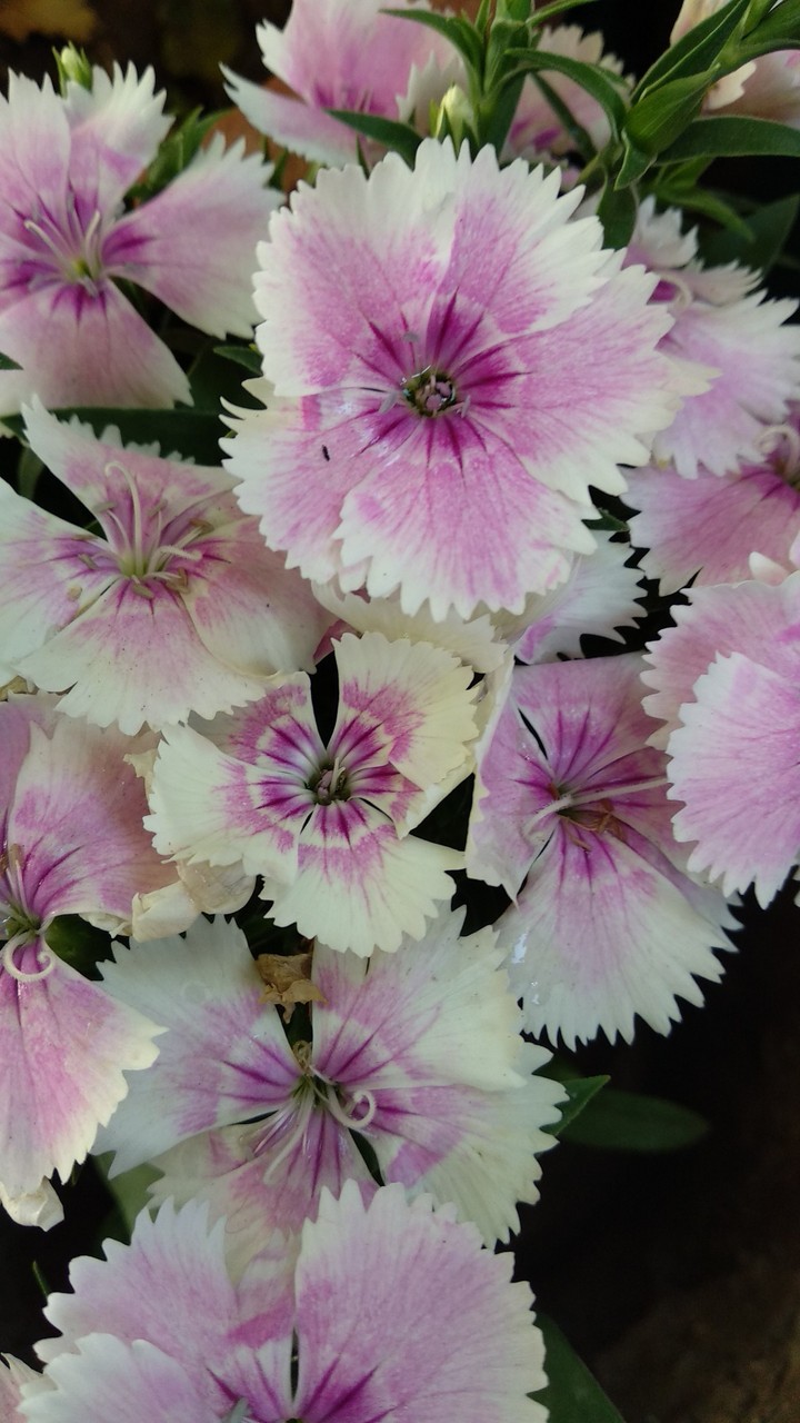 White Flower