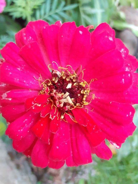 Flower