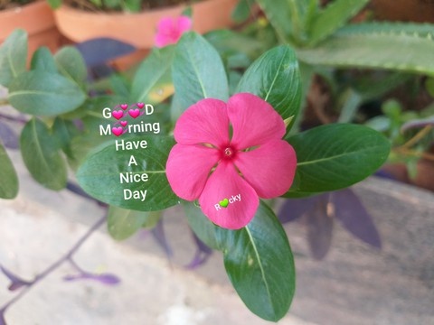 flowers
