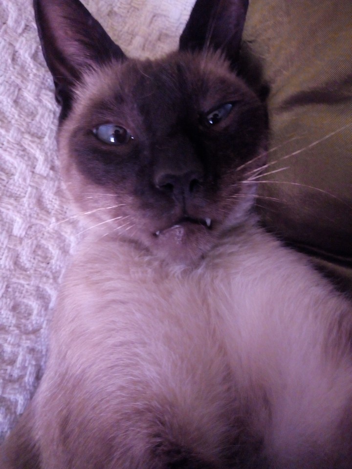 my baby cat