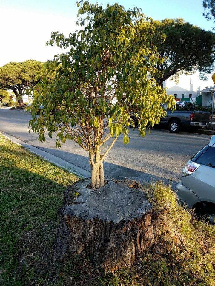 tree