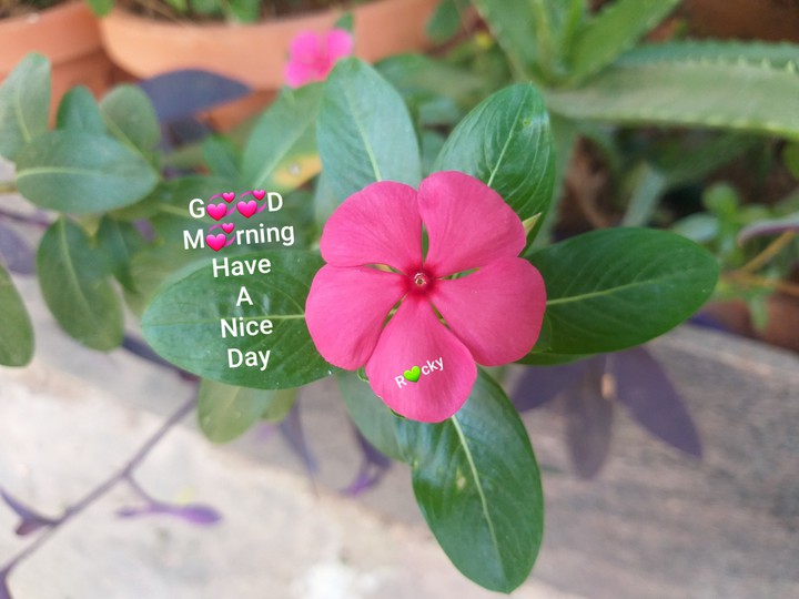 flowers