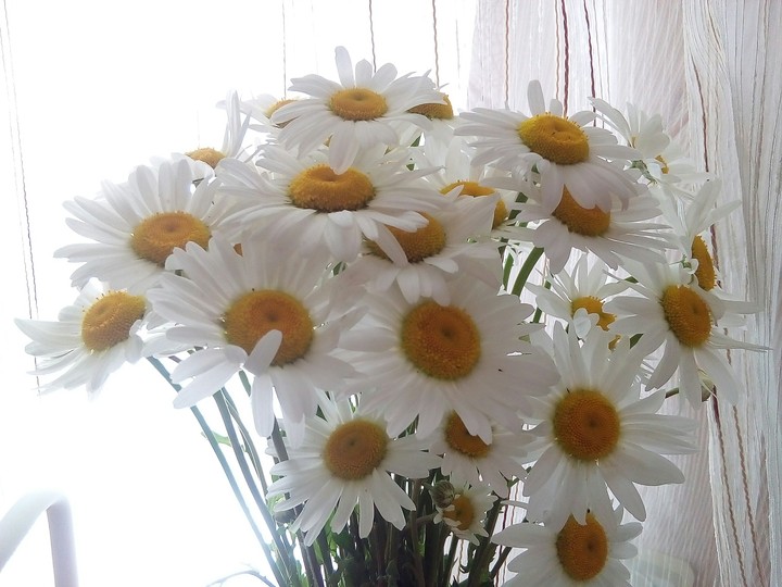 Chamomiles