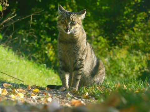 Cats are wonderful