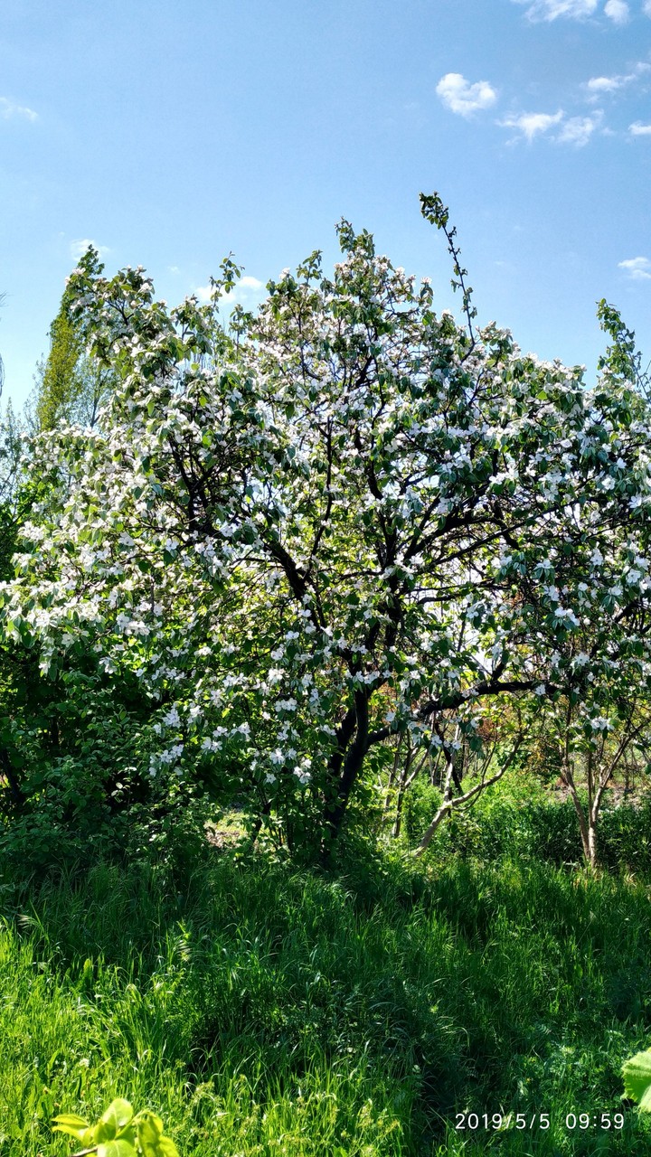 весна