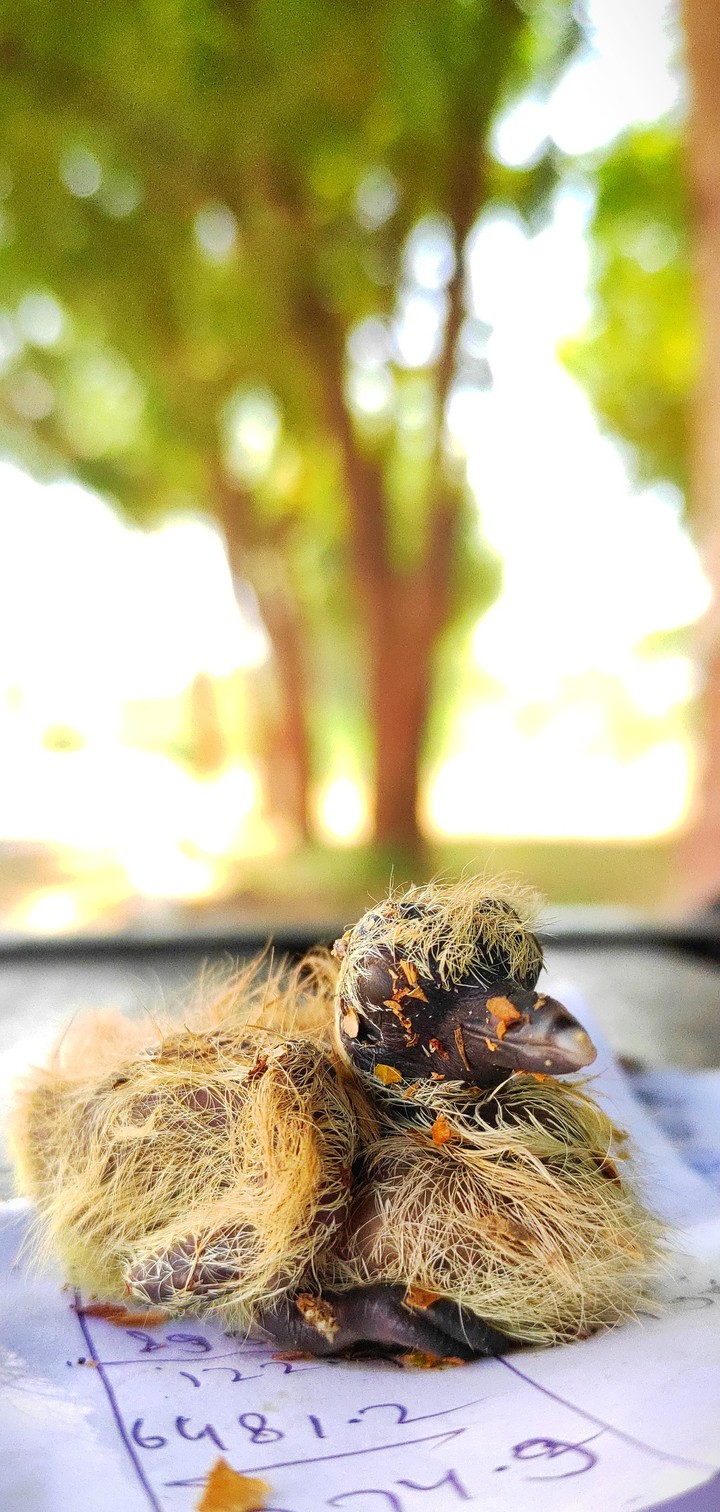 beby bird