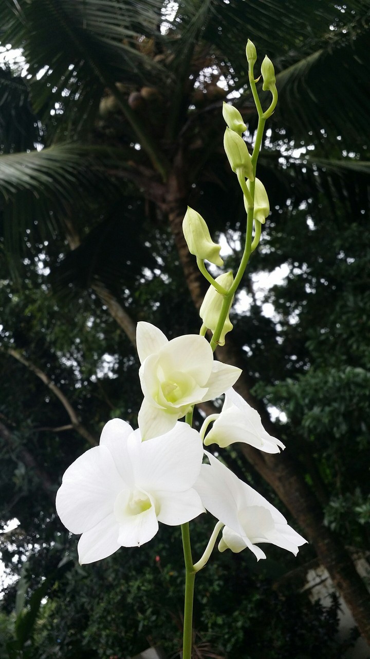 White is purity