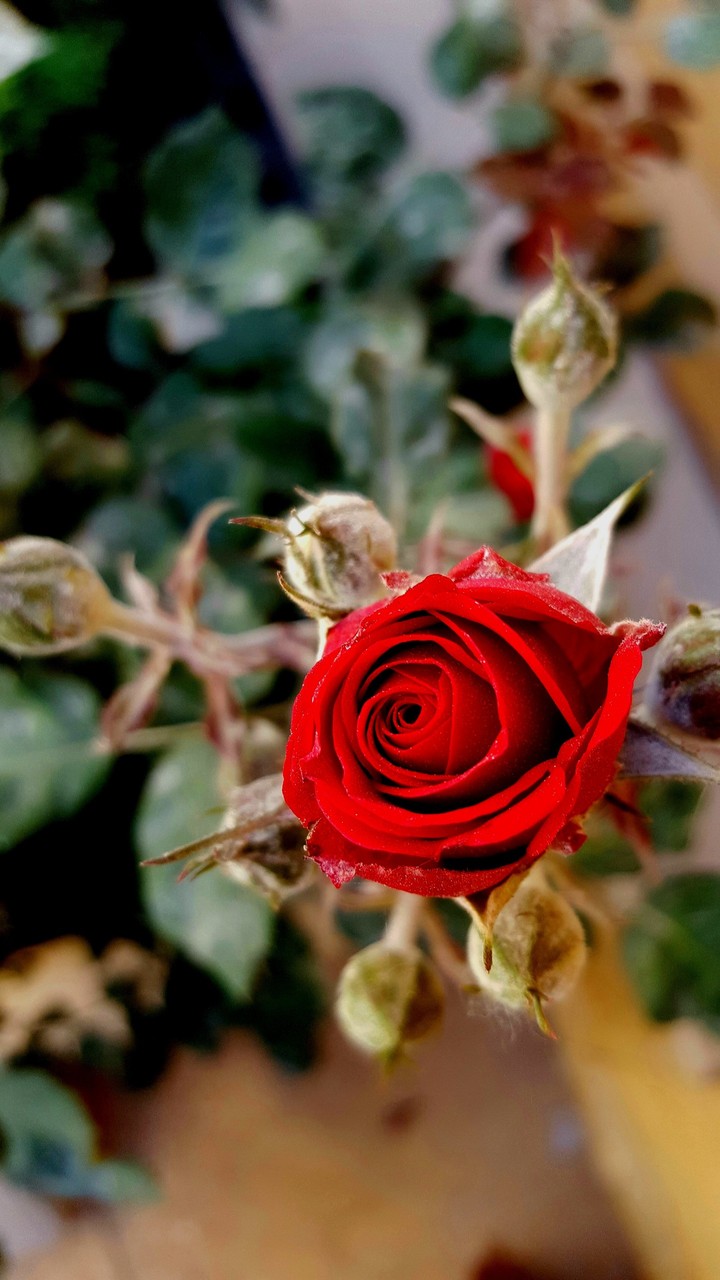 Tiny red rose