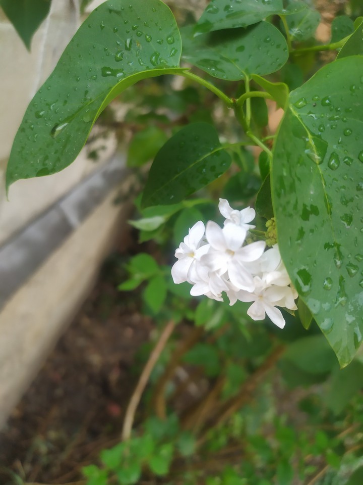 white liliac after raining
