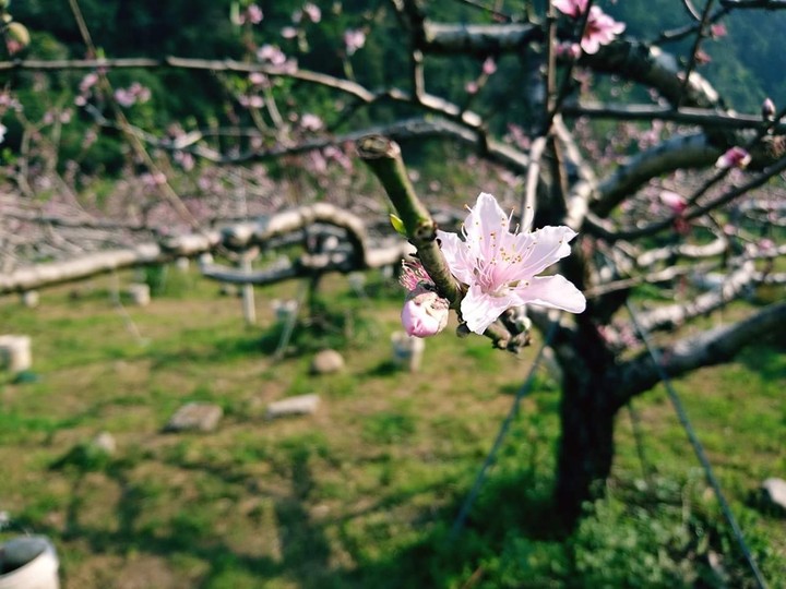 桃花