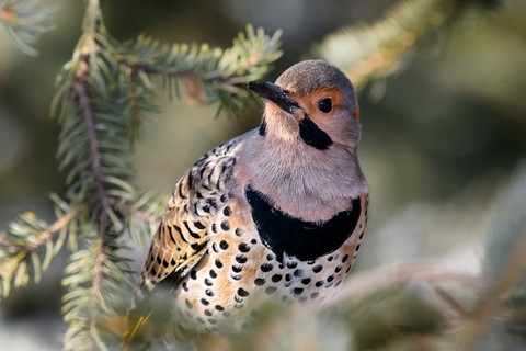 wildlife, piciformes háttérképek