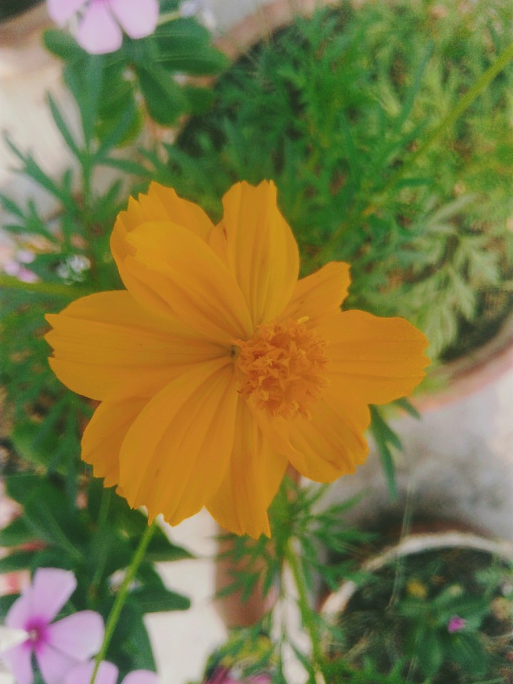 Flowers