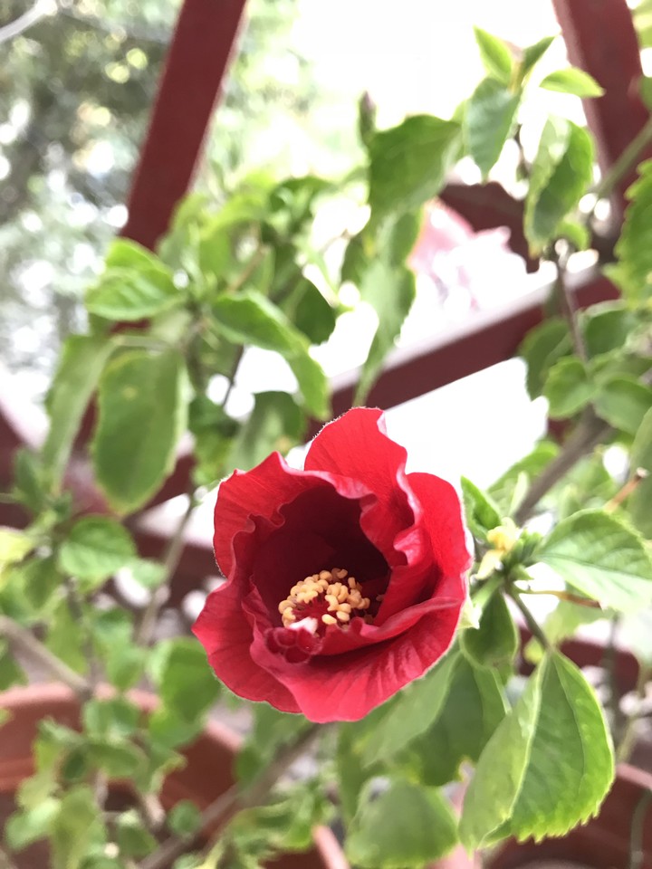 The Red Flower