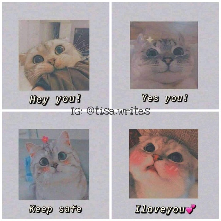 cute cats