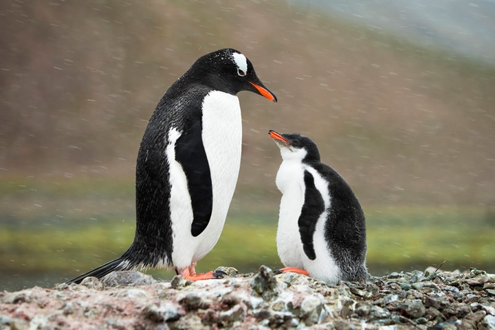 penguin