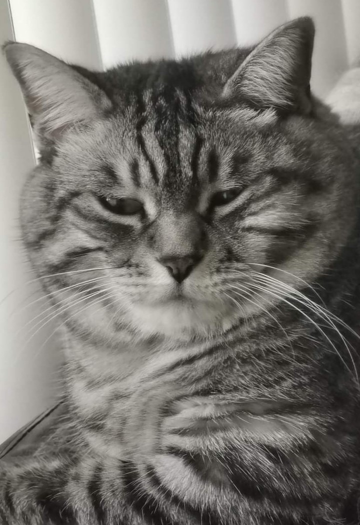 Beau chat