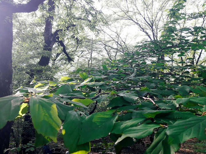 beautiful forest