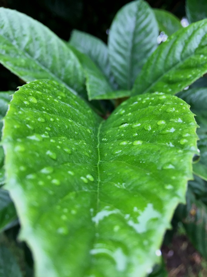 Leaf tears