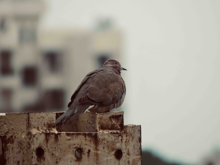 Bird
