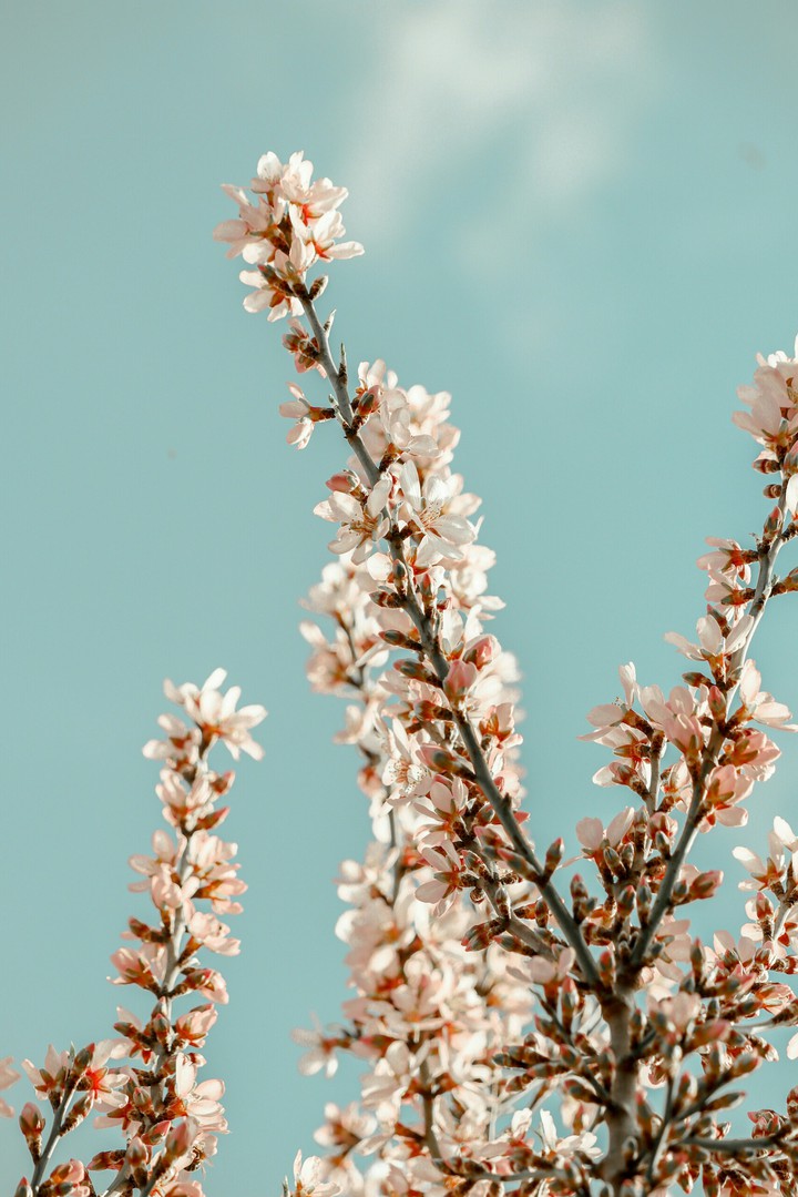 #Cherry Blossoms