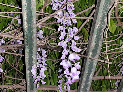 hình nền flower, petal