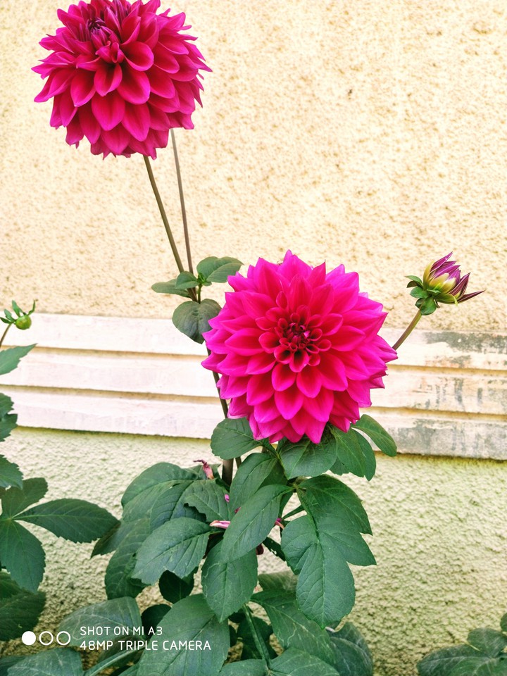 dahlia flower