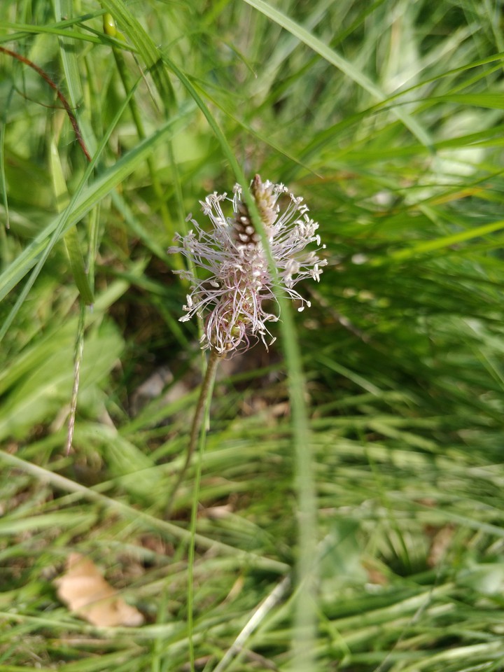 fiore