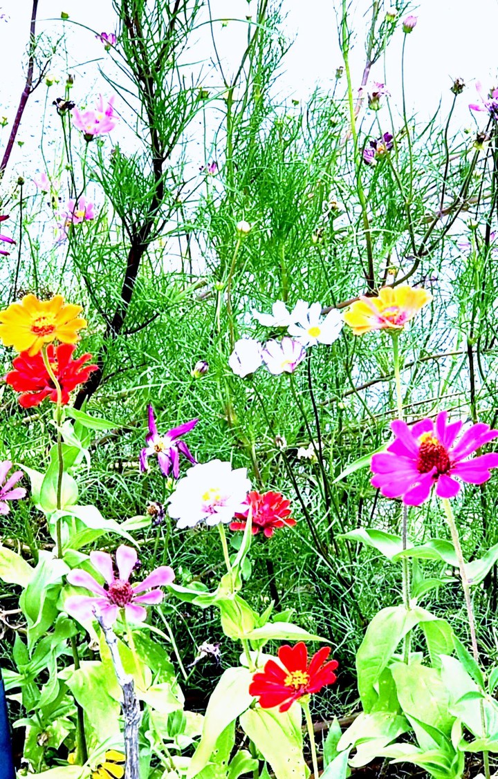 경남골프장코스모스