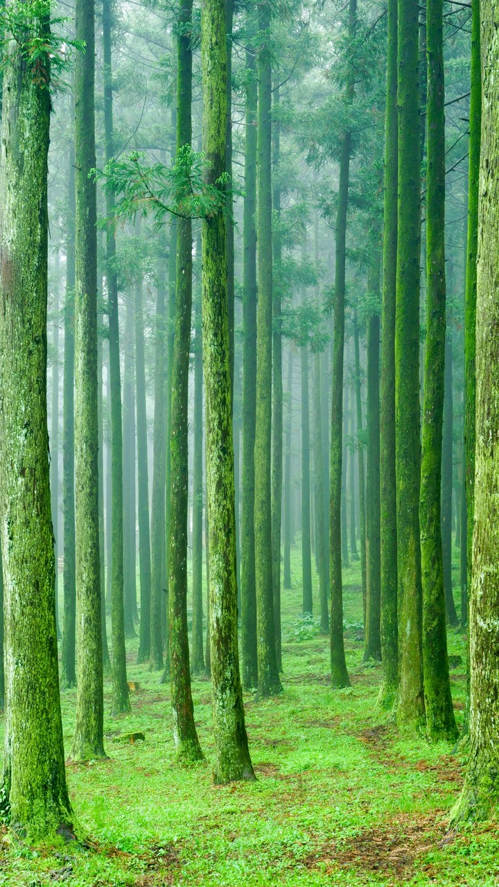 Forest