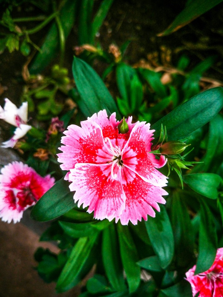flor