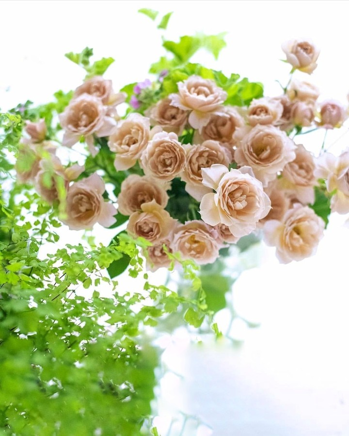 Roses