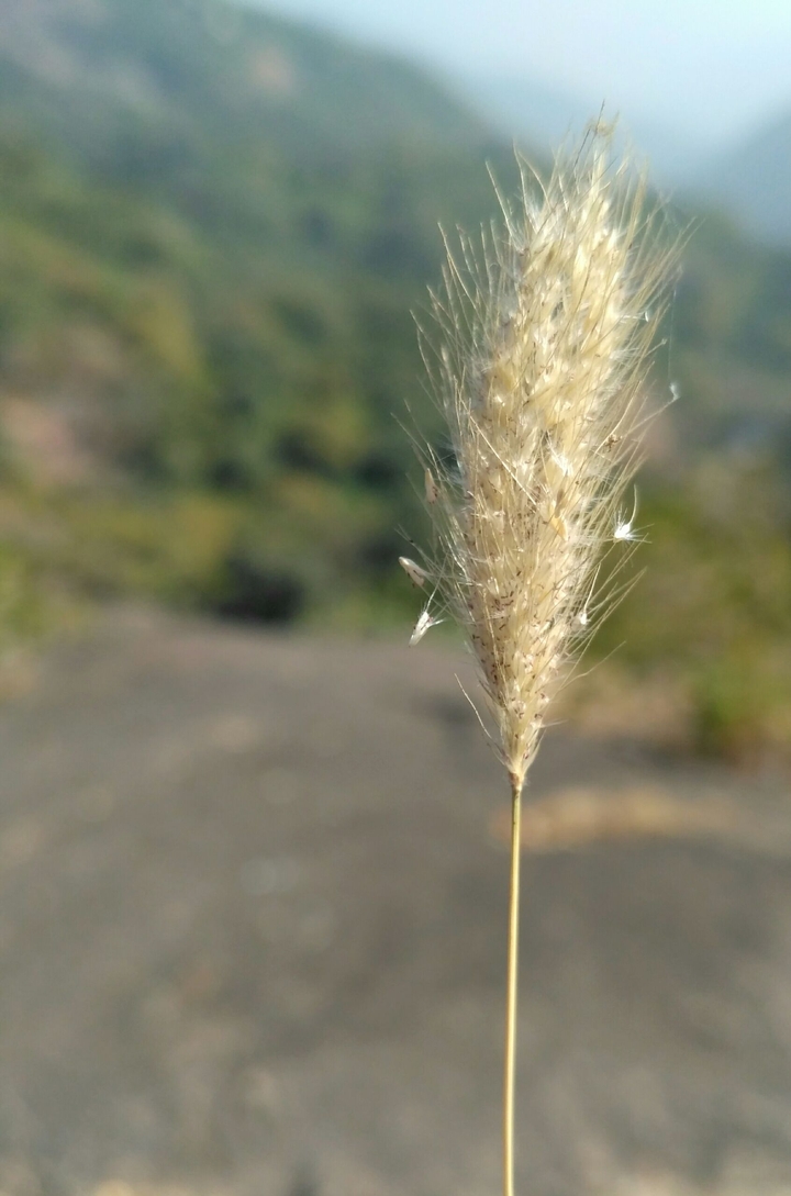 Like Dandelion