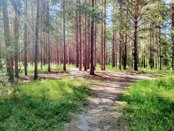 Снова лес